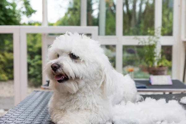 Cão branco bonito deitado ao lado da pilha de cabelo — Fotografia de Stock