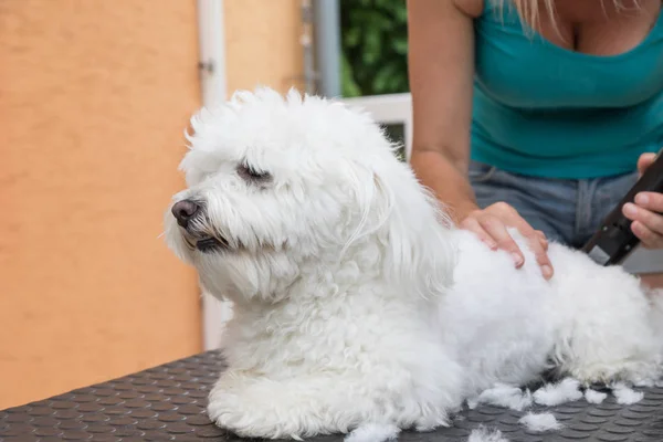 Ustura ile beyaz bir köpek damat yan görünüm — Stok fotoğraf