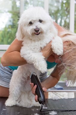 Onun arka ayakları üzerinde duran sevimli beyaz köpek bakımlı