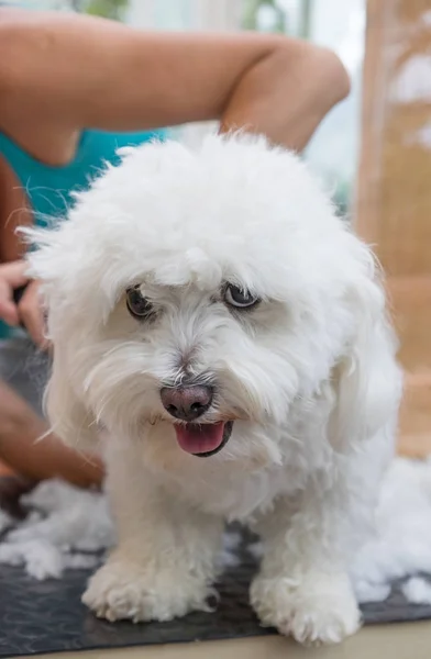 Cute white Bolognese dog is groomed — 스톡 사진