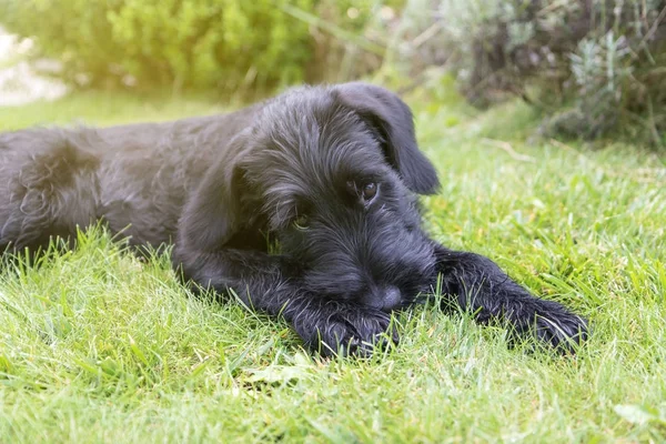 Giant Schnauzer μαύρο σκυλί το κουτάβι — Φωτογραφία Αρχείου