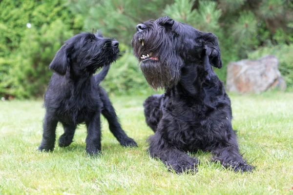 Valp och skällande vuxen hund av Giant svart Schnauzer hund — Stockfoto