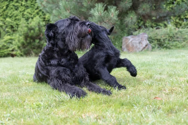 子犬と巨大なブラックのシュナウザー犬の成犬を撚る — ストック写真