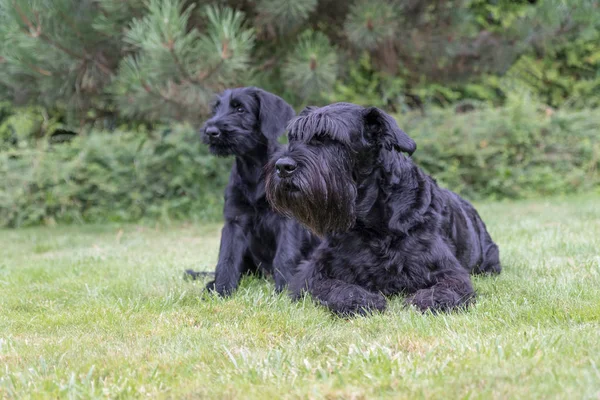 巨大なブラックのシュナウザー犬のクールなカップル — ストック写真