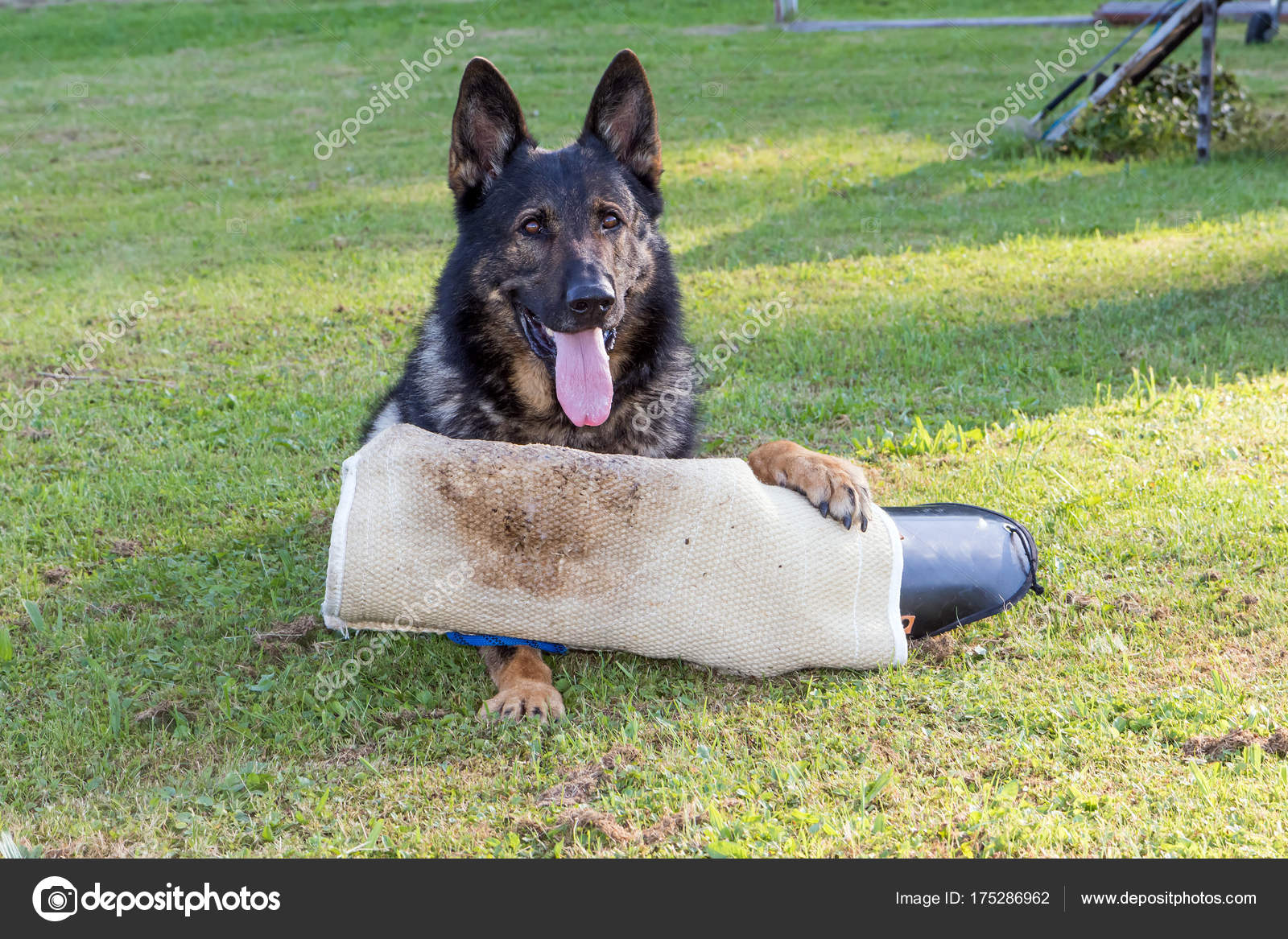 Berger allemand Chien tenant par la patte le manchon de morsure