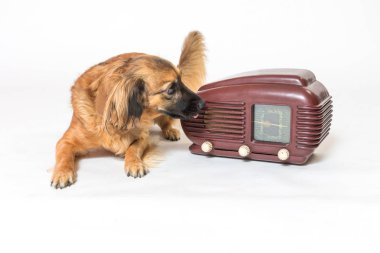 Crossbreed dog is listening a vintage radio  clipart