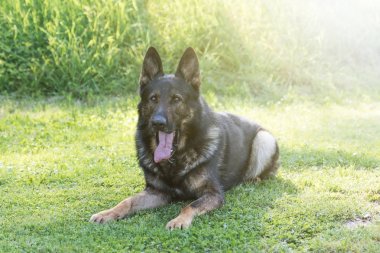 Alman çoban köpek açık havada yalan portresi