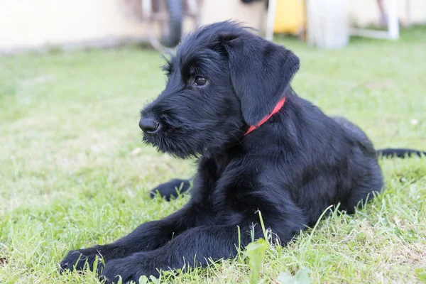 Widok z boku z cute puppy Sznaucer olbrzym czarny pies — Zdjęcie stockowe