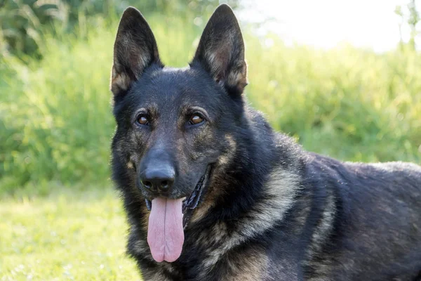 Porträtt av tysk herdehund — Stockfoto