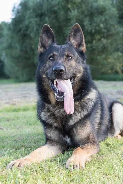 Portret van de Duitse herder. Verticaal. — Stockfoto