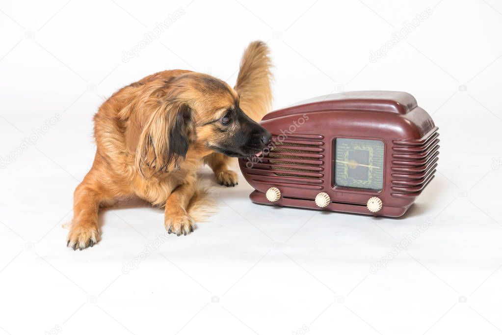 Crossbreed dog is listening a vintage radio 