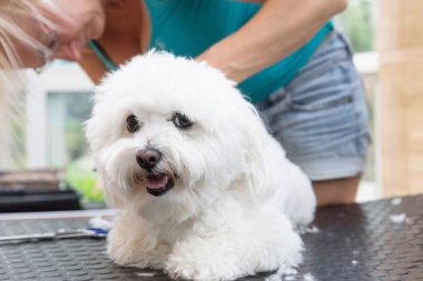 Masanın üzerinde yatan sevimli beyaz Bolognese köpek bakımlı