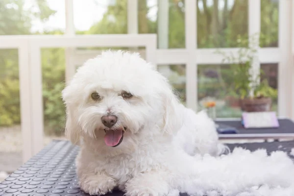 Niedlicher weißer Bolognese-Hund genießt die Pflege — Stockfoto