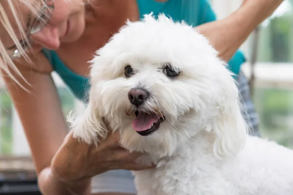 Vista de perto do cão bolonhês branco sorridente preparado — Fotografia de Stock