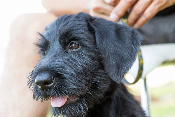 Der Kopf des Welpen des riesigen schwarzen Schnauzerhundes Nahaufnahme — Stockfoto