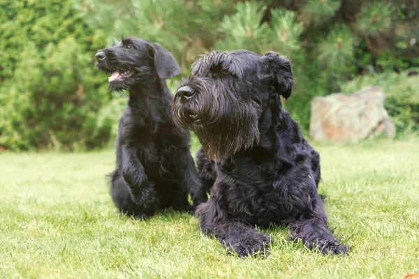 巨大な黒いシュナウザー犬のカップル — ストック写真