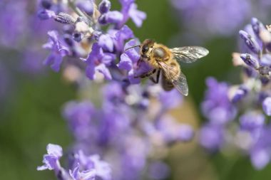 Lavanta uzun kanatlı arıya