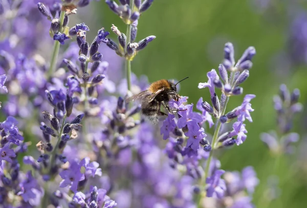 Lavanta çiçek arıya — Stok fotoğraf