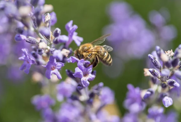 Arı lavanta flowerside görünüm — Stok fotoğraf