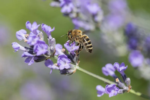 Bir dal lavanta çiçek arıya — Stok fotoğraf
