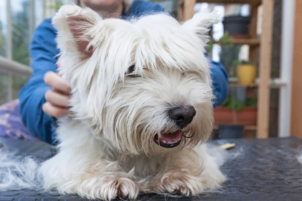 Closeup view of the head of the groomed white dog — Stock Photo, Image