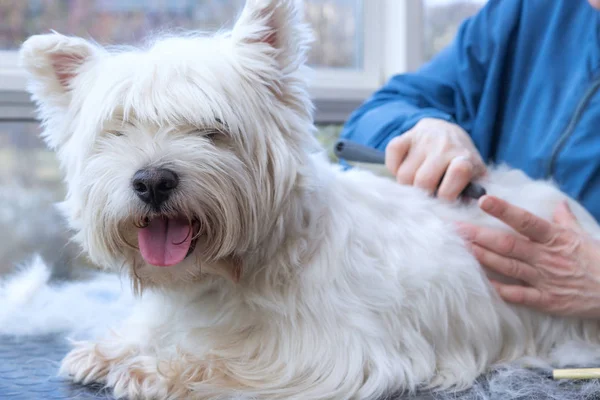 Funny view of the trimming of West Highland White Terrier Dog — Stock Photo, Image