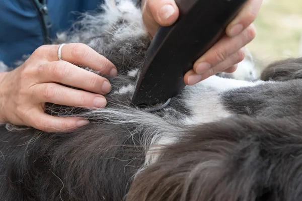 Closeup view of the professional grooming of felted hair coat — Stock Photo, Image