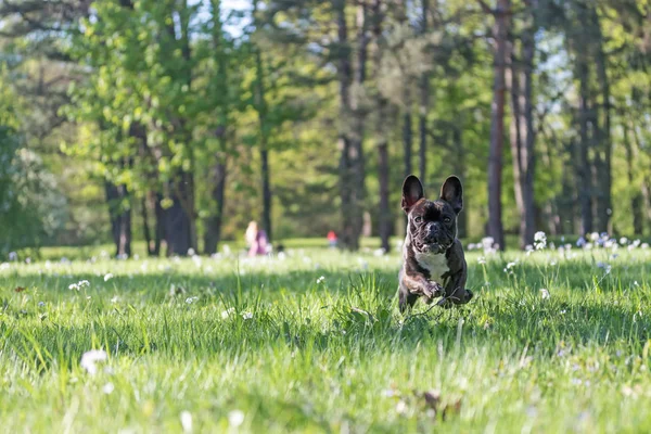 The French Bulldog is running against the camera — Stock Photo, Image