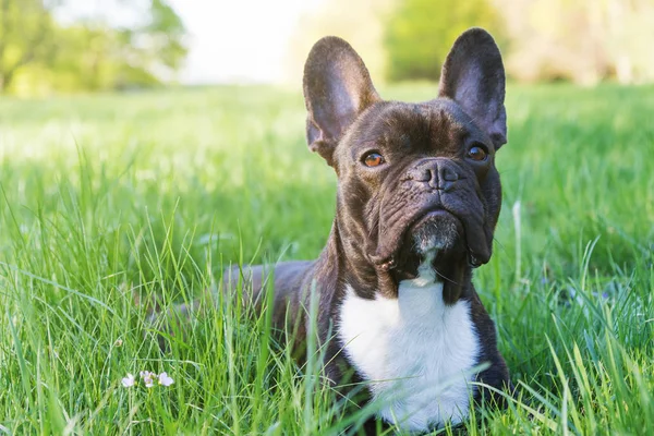 Vista frontal da cabeça do Bulldog francês ao ar livre — Fotografia de Stock