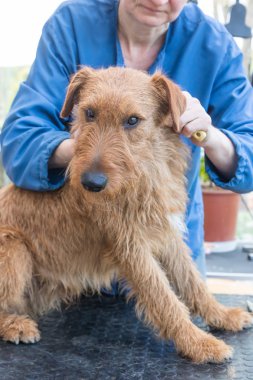 Damat kadın İrlandalı Terrier köpek kırpma