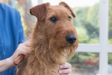 İrlandalı korkunç baş closeup önden görünümü