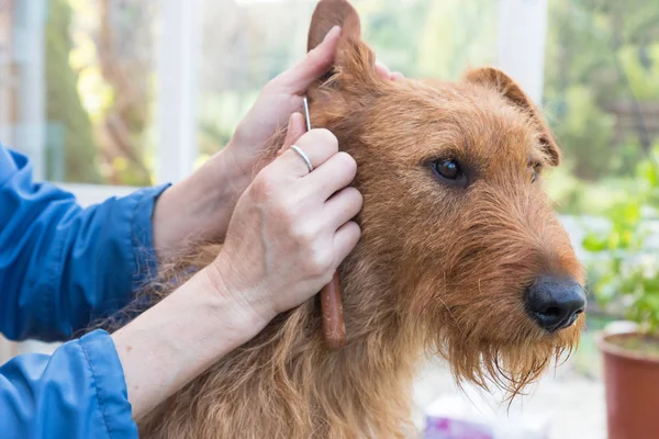 Trimmen des irischen Terrierhundes Nahaufnahme. — Stockfoto