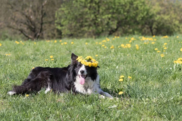 Rolig Border Collie med en krans av maskros — Stockfoto