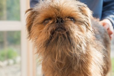 Belçikalı Griffon köpek kırpma için hazır