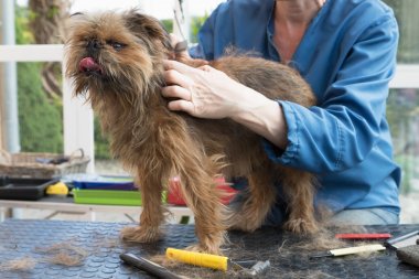 Belçikalı Griffon köpek ayakta masaya bağlı olan Temizleme taşları