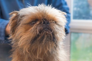 Belgili tanımlık damat Belçikalı Griffon köpek kırpma için hazırlanıyor