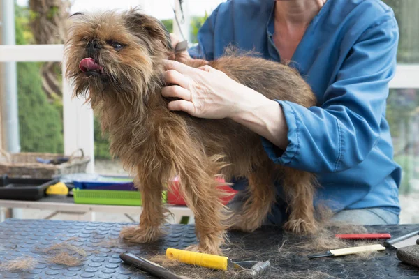 Przycinanie gryfonik belgijski pies stojący na stole — Zdjęcie stockowe