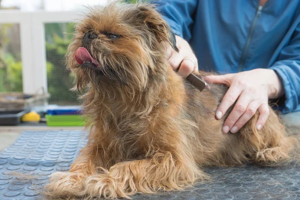 Trimming the Belgian Griffon dog lying on the table