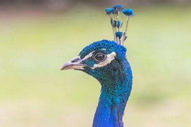 Hint Peafowl 'un başı yakın plan.