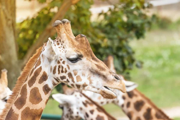 Porträtt av Rothschild Giraffer utomhus — Stockfoto