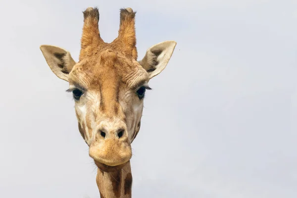 Вид спереди на главу жирафа Ротшильда — стоковое фото