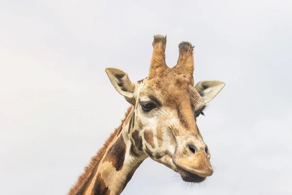 Vue de face de la tête penchée de la girafe Rothschild — Photo