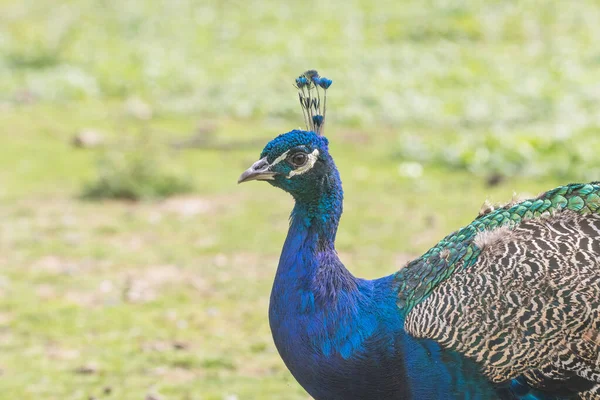 O pavão indiano — Fotografia de Stock