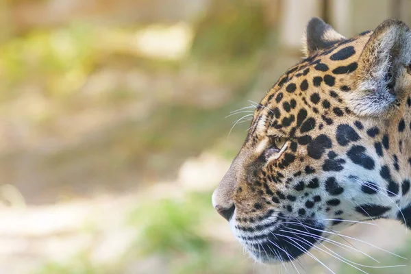 Boční pohled na hlavu amerického jaguára detailní záběr — Stock fotografie