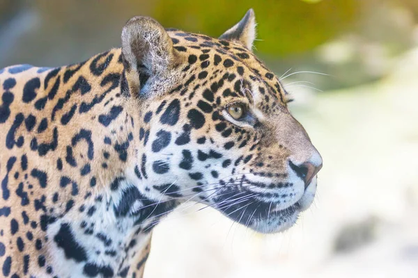 Portrait of the American jaguar closeup — Stock Photo, Image