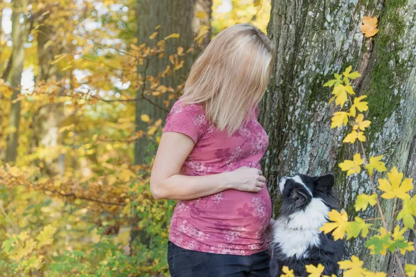 Молодая беременная женщина играет со своей собакой — стоковое фото