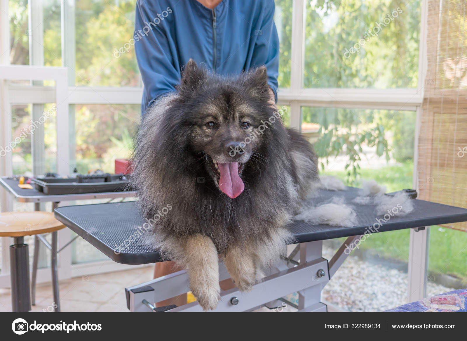 Trimed Wolf Spitz Dog Is Lying On The Lift Hydraulic Grooming Ta Stock Photo By C Frank11