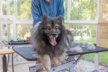 Kurtlanmış Kurt Spitz Köpek asansörde yatıyor.