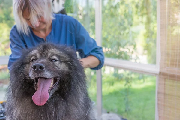 Trimed Wolf Spitz hond kijkt naar de camera — Stockfoto