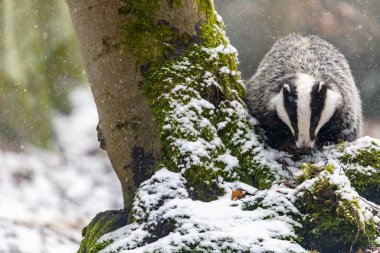 Avrupa Porsuğu 'nun ön görüntüsü ormanda karlı havada yiyecek arıyor.. 